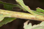 Canada goldenrod